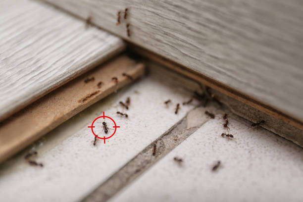 Best Termite Control Services  in New Madrid, MO