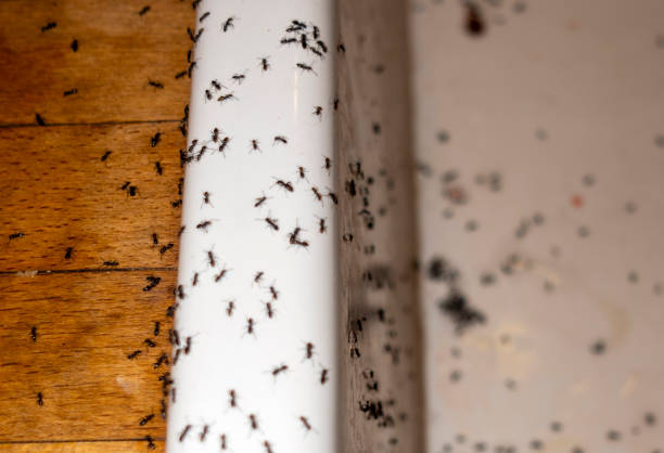 Best Pest Control for Restaurants  in New Madrid, MO