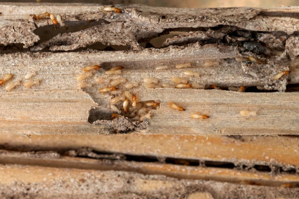 Pest Control for Restaurants in New Madrid, MO